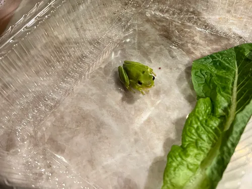 Il découvre une grenouille dans sa salade et l’adopte (Vidéo)